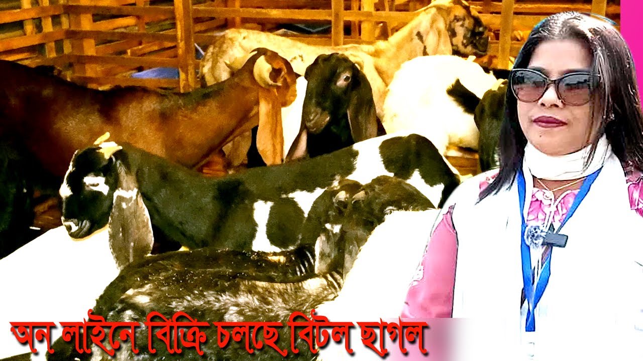 অনলাইনে বিক্রি হচ্ছে বিটল ছাগল  MUNNI KRISHI CHITRO