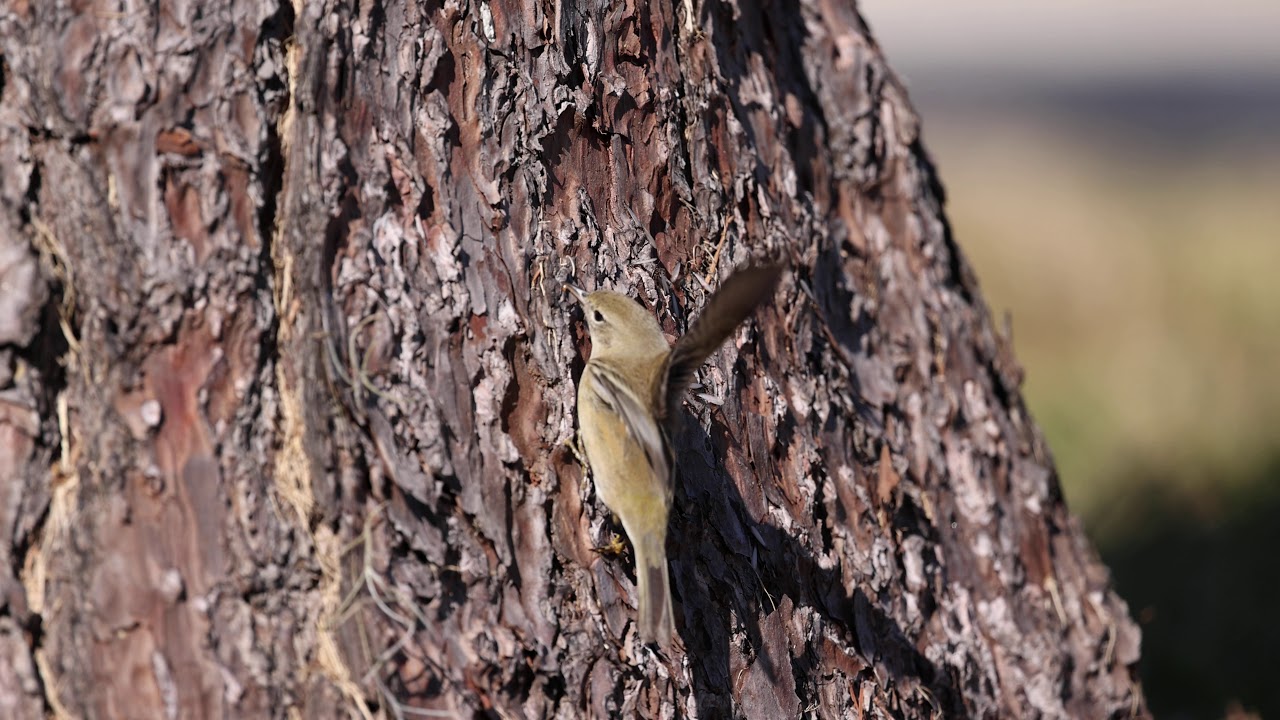 Pine warbler