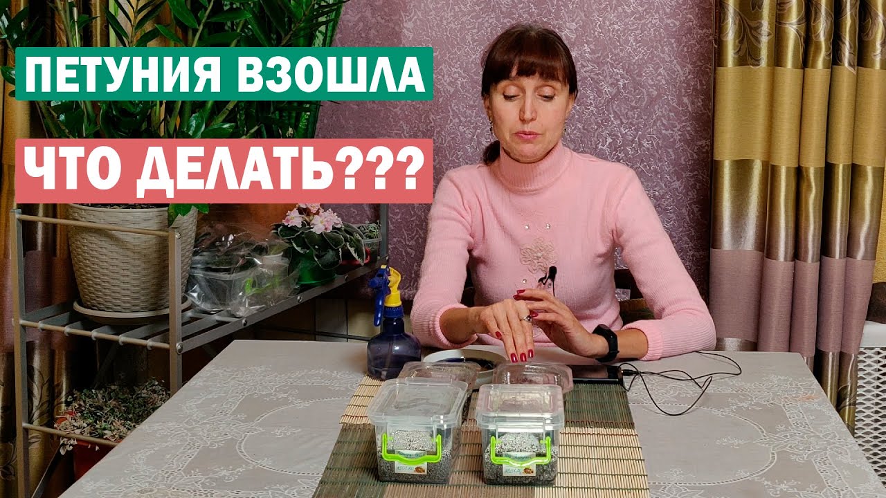 Петунии - первые всходы! Что СРОЧНО сделать?