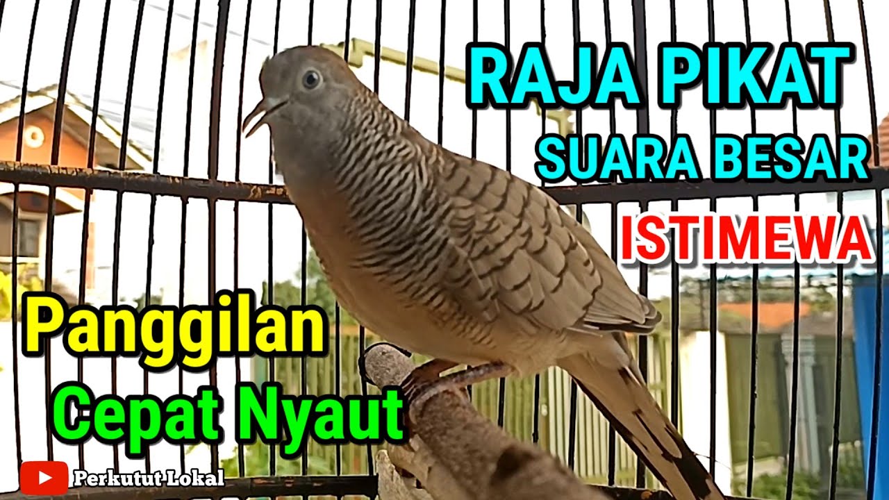 Perkutut Lokal Gacor Suara Besar Pancingan Perkutut Paling Ampuh Agar Cepat Bunyi #perkututlokal