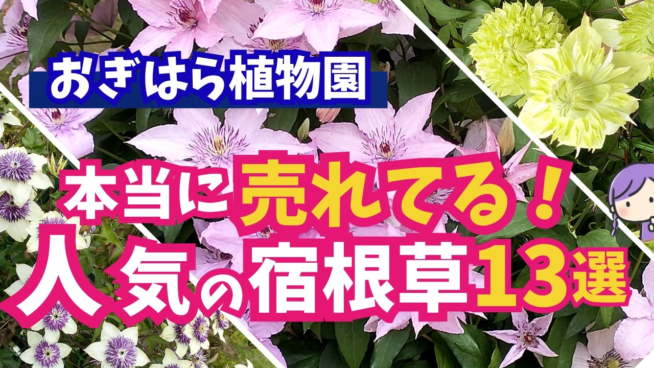 【ガーデニング】おぎはら植物園！2月は新たな花が続々ランクイン！大きく変動！人気の宿根草13選の紹介！あしかがフラワーパーク・服部ファームガーデン・フラワーガーデン泉・ルーシーグレイ
