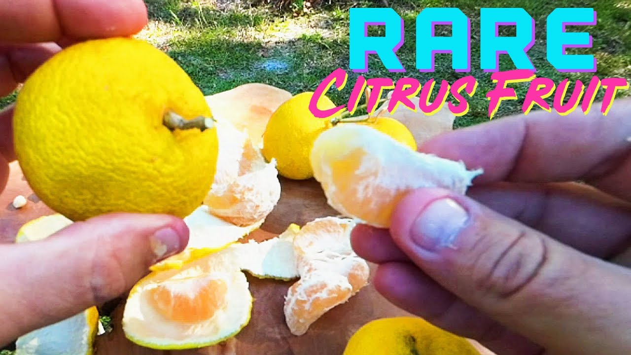 10 Degree Tangerine ❄️Yuzu x Clementine Hybrid🍊DELICIOUS Cold Hardy Mandarin - Taste Like Lemonaide