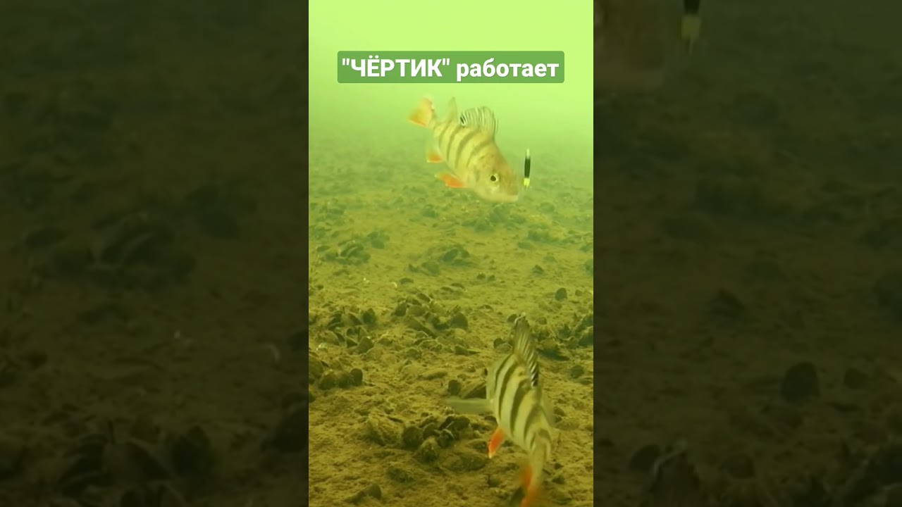 Поклевка окуня на 