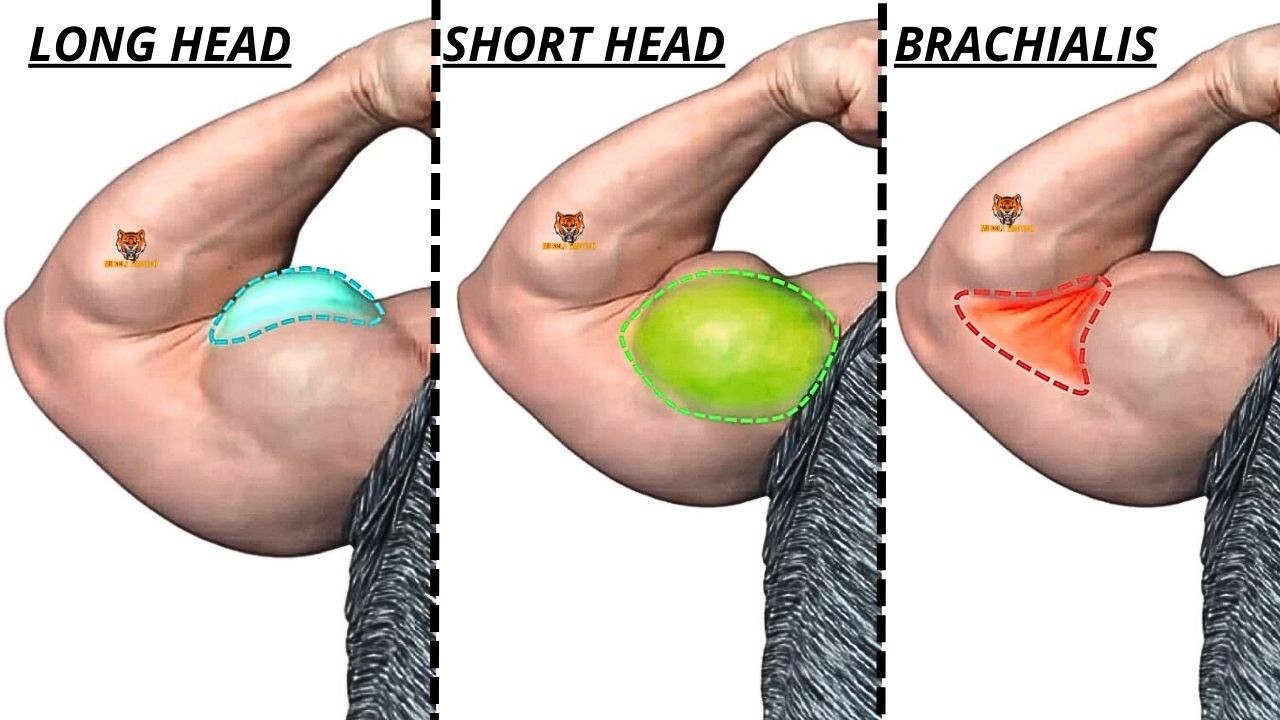TOP 3 LONG HEAD BICEPS  /  SHORT HEAD BICEPS /  BRACHIALIS BICEPS EXERCISES  AT GYM