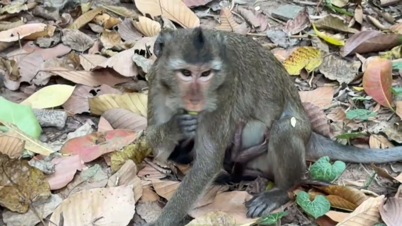 Breaking news! Hybrid Golden monkey Elpida trying to give birth seriously and su..?