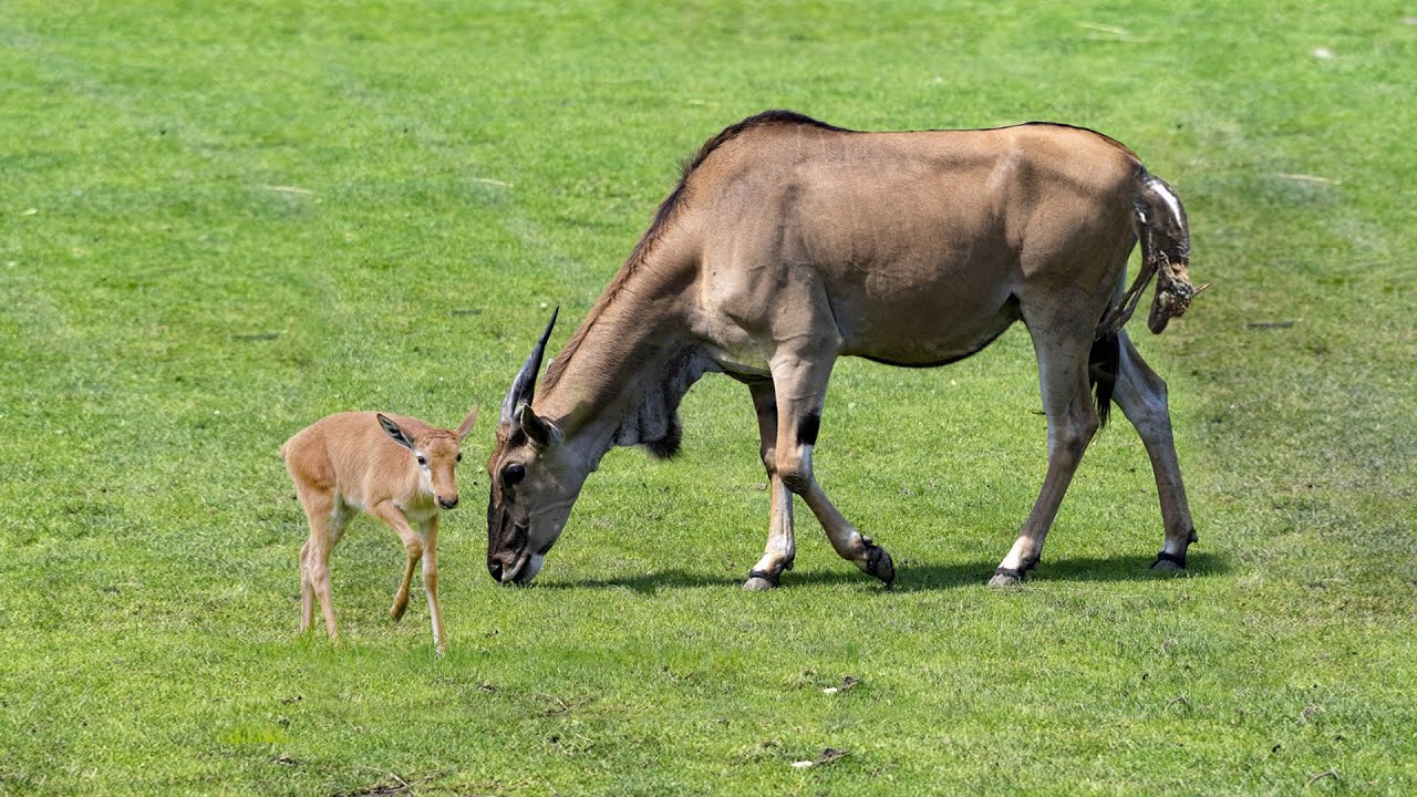 Eland Antelope Giving Birth