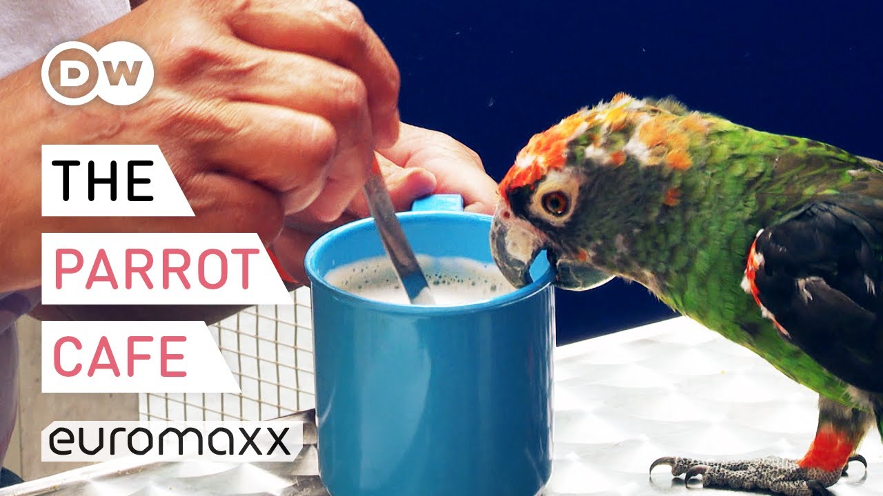 Drinking Coffee, Singing And Playing With Parrots - Parrot Café Bochum, Germany