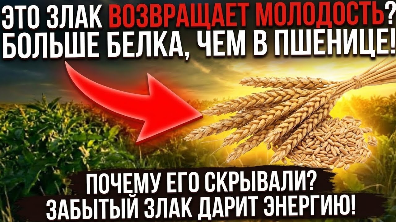 Наши прадеды выживали благодаря ему! Зерно, которое спасало от голода веками