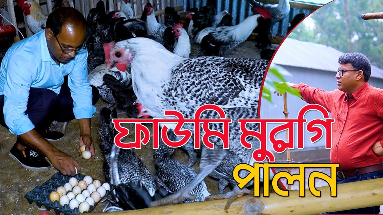 ফাউমি মুরগি পালন। টিনের দোতালায় ফাউমি মুরগির খামার। উদ্যোক্তা সিরাজগঞ্জের এরশাদ
