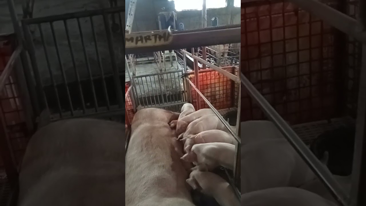 Daming anak ni mama pig ang cute ng mga baby pigs ❤️