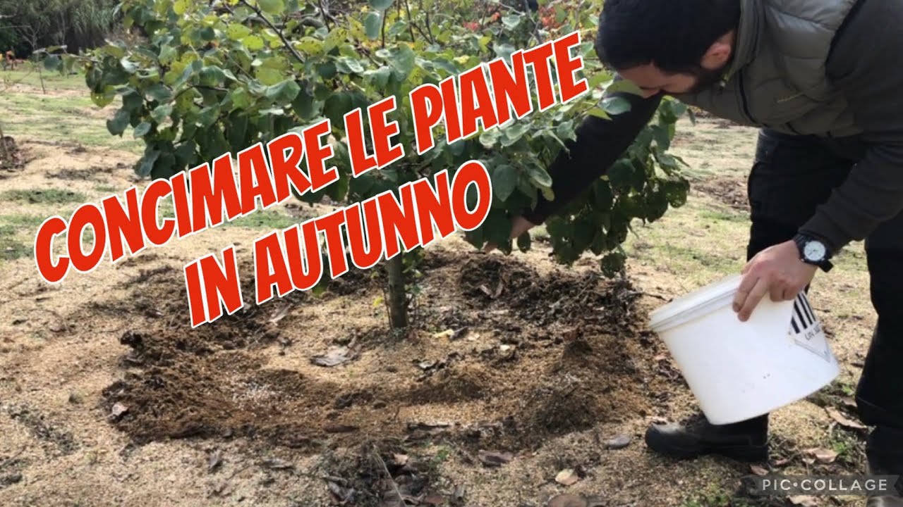 Come concimare le piante in autunno