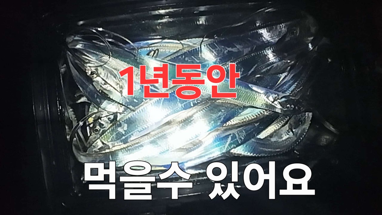 방파제서 1년먹을 갈치를 잡고왔어요 #풀치낚시 #풀치루어 #갈치낚시