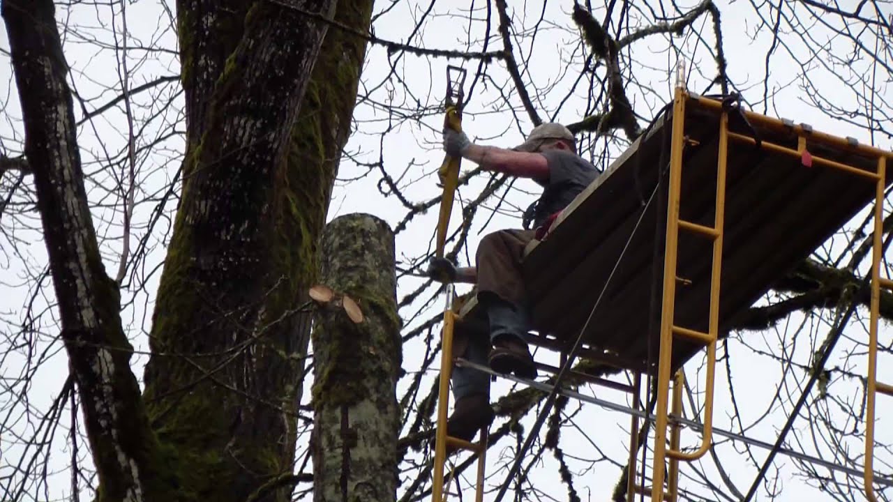 Topping a tree with Scaffolding?!