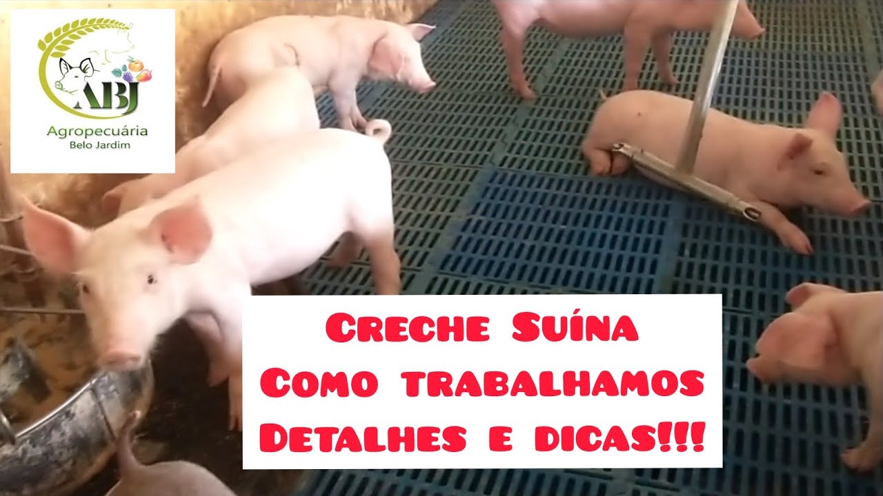 Creche Suína, como trabalhamos aqui, DETALHES E DICAS!!!