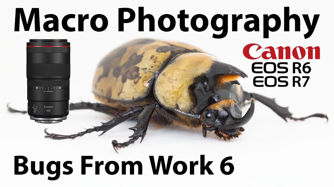 Macro Photography of "Bugs from Work" Episode 6 Canon RF 100mm f/2.8 Macro