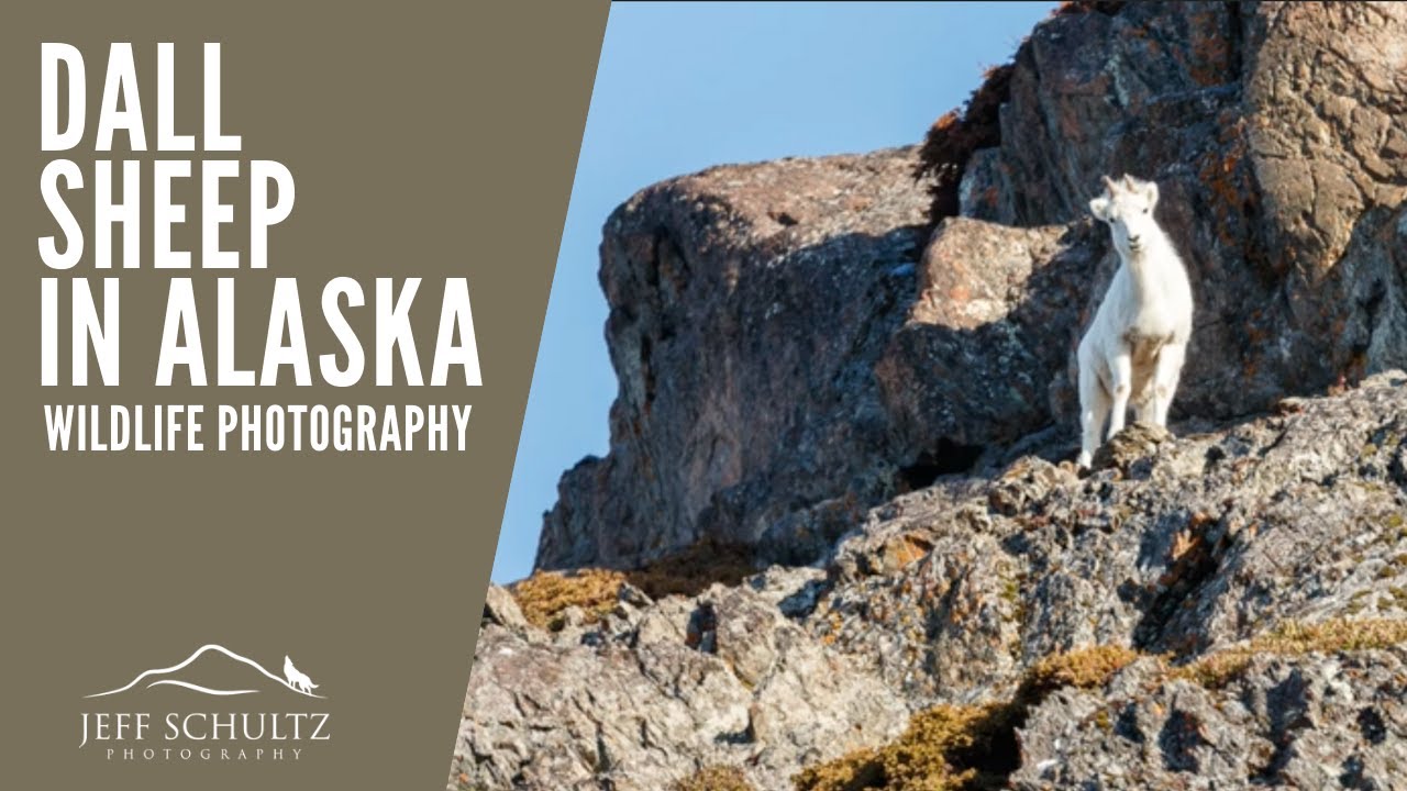 Photographing Dall Sheep in Alaska :: Wildlife Photography