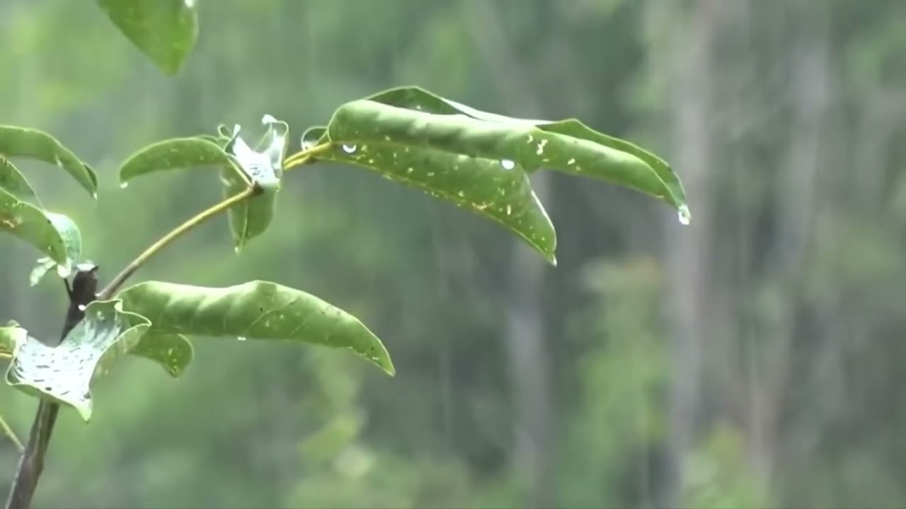 Rain, Chuva, Lluvia
