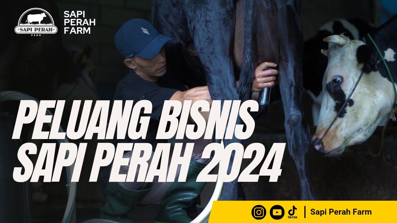 Analisa Bisnis Sapi Perah 2024 (Untung/Rugi)