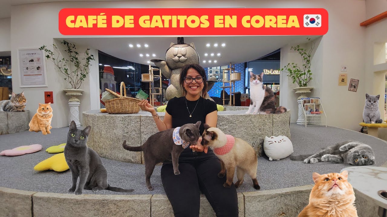 Un video de gatitos coreanos🇰🇷🐱 | Café en Seúl, Corea del Sur