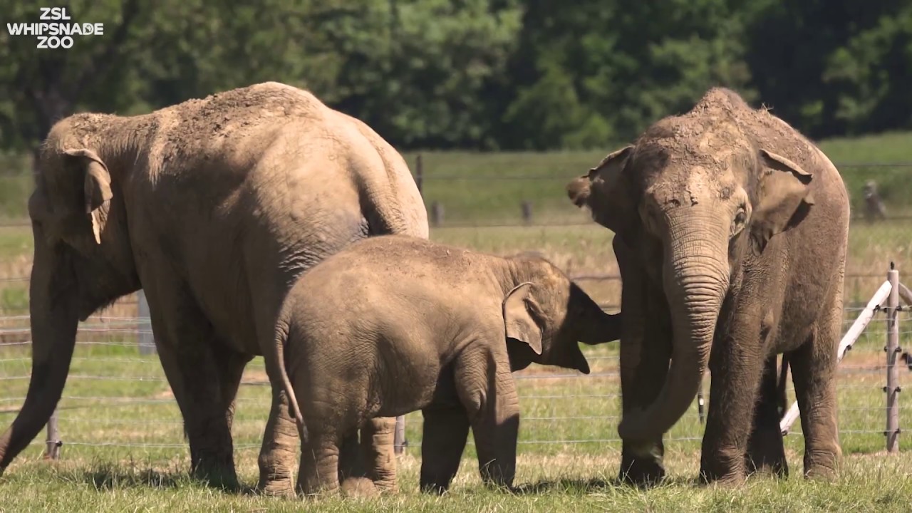 Meet the Elephants at Whipsnade Zoo