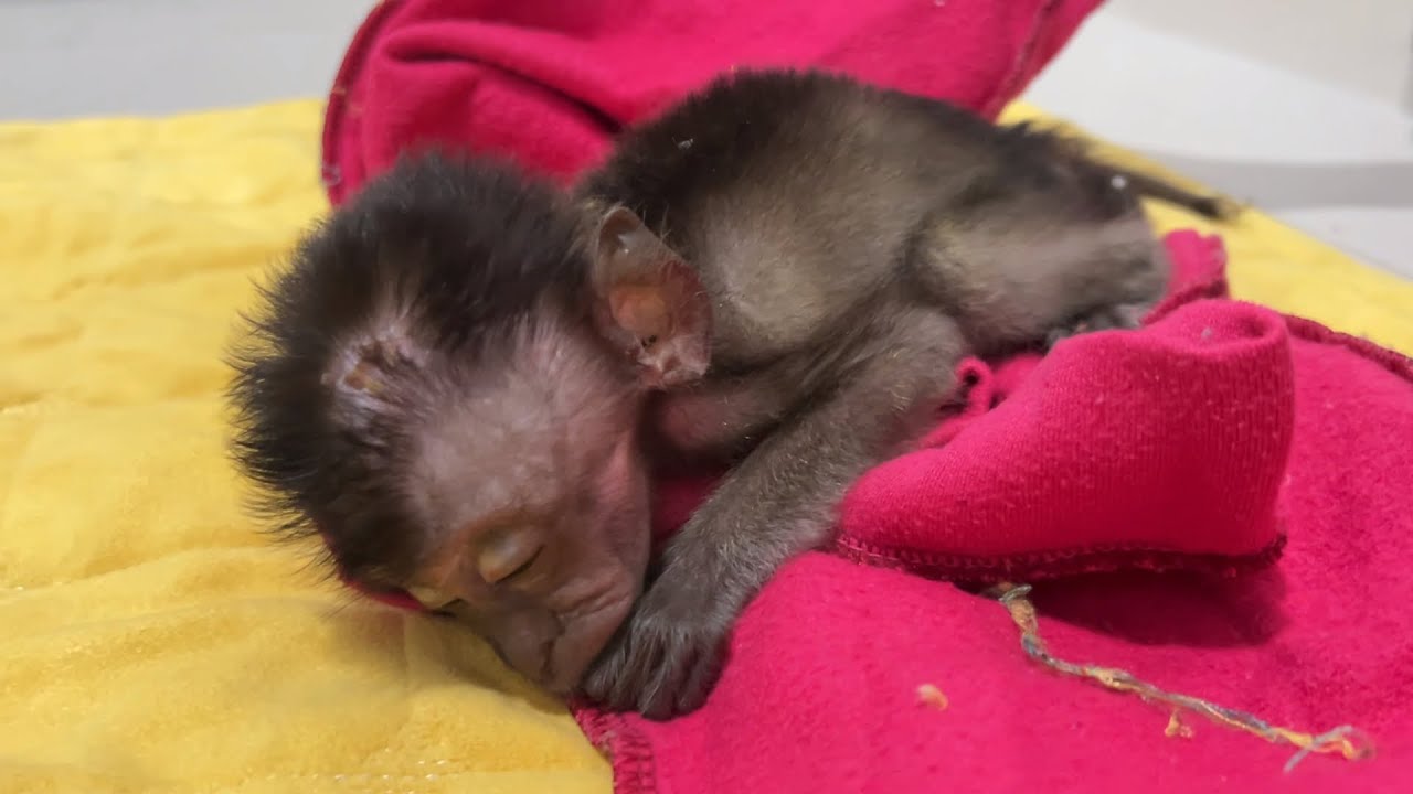 This little baby monkey needs help and care