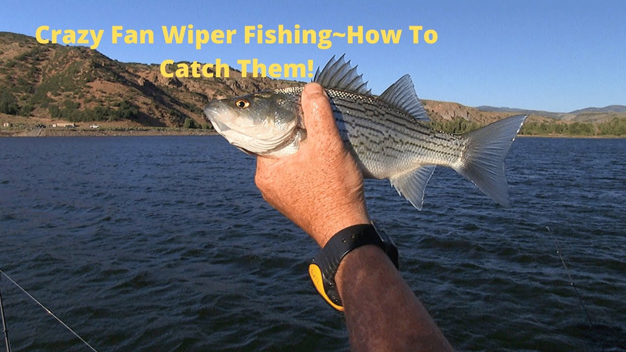 How to catch Wiper! Fishing Utah's High Mountian Lakes
