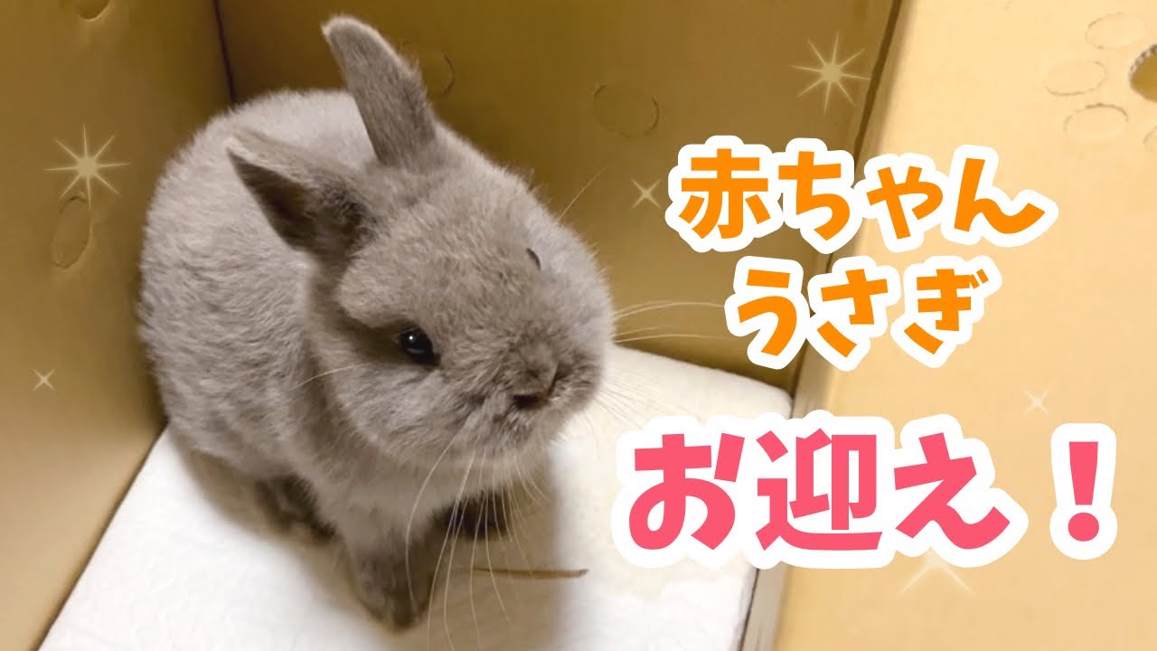 【生後54日】うさぎの赤ちゃんをお迎えしました！【No.1】