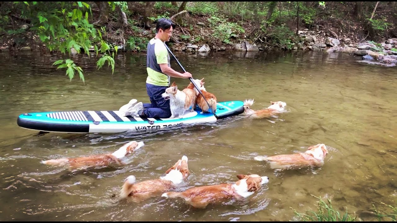나는 노를 저을 테니 너희는 꼬리를 저어라 ㅣ 8코기 & 패들보드 첫 3일간의 기록 / I'll row, you row your tail ( Paddleboards)