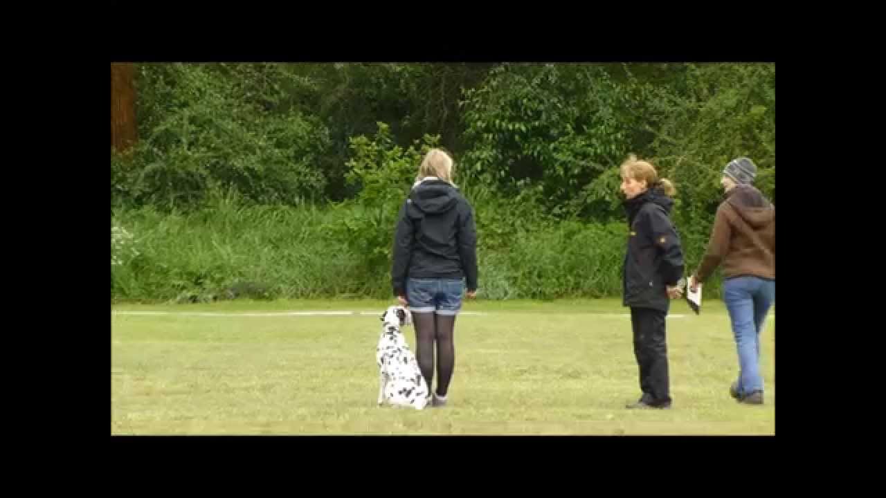 Obedience - Beginner Prüfung (Dalmatiner Anila - 