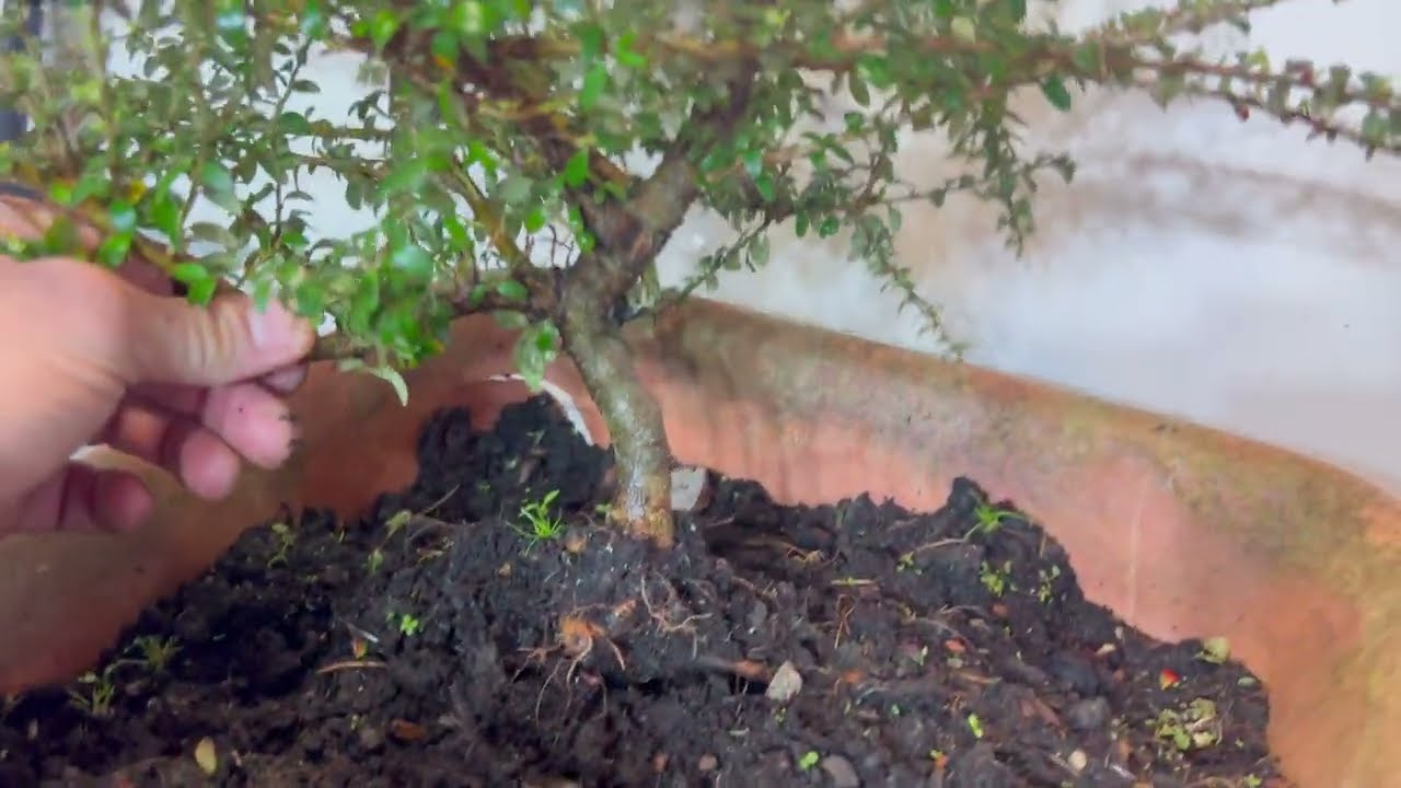 Cotoneaster Bonsai: Key Steps for Repotting & Branching Success