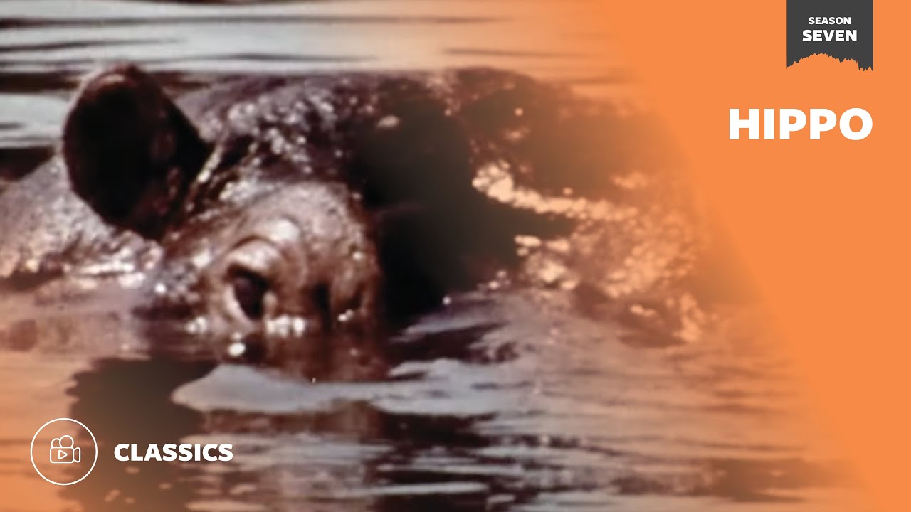 Hippo | Mutual of Omaha's Wild Kingdom