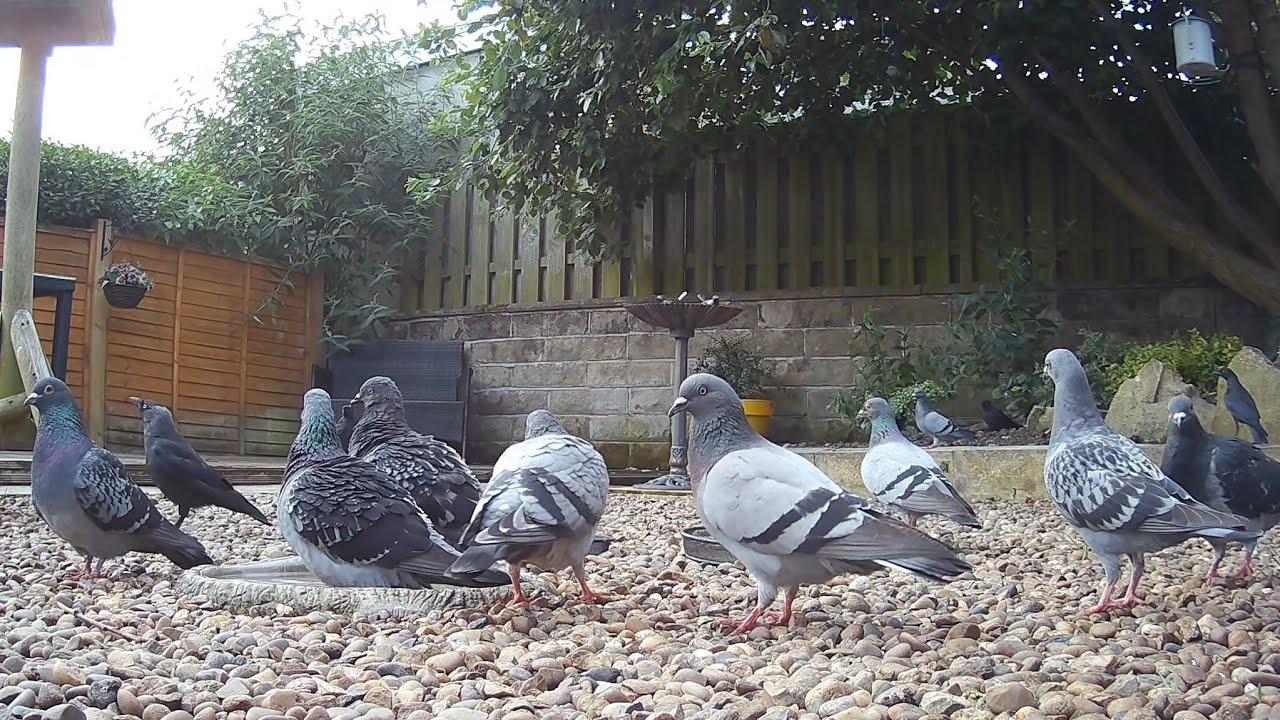 It’s a pigeon invasion! Their numbers keep growing 😂