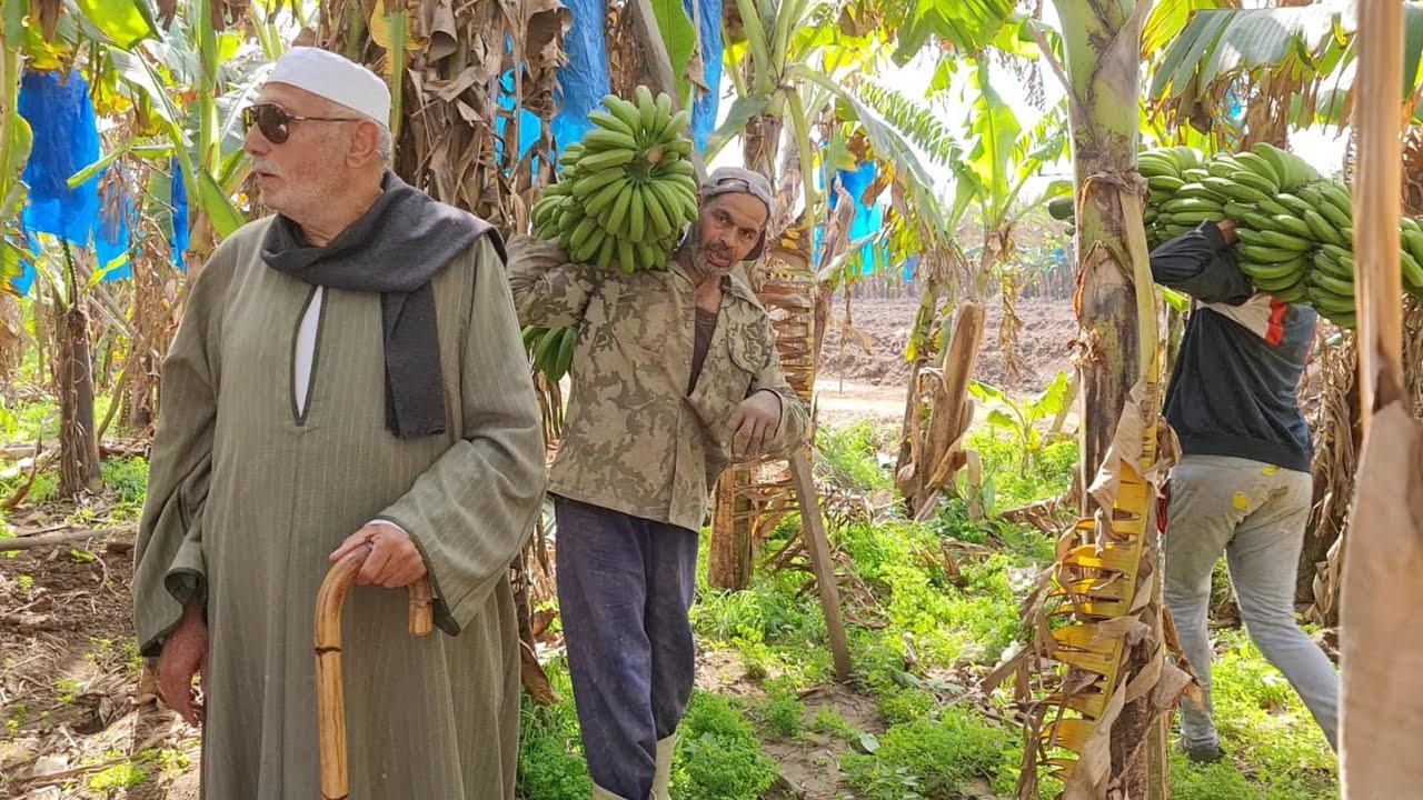 الابن يـﮯقتل ابيه في أشجار الموز دا اللي هانعرفه النهارده في مزارع الموز المغربي