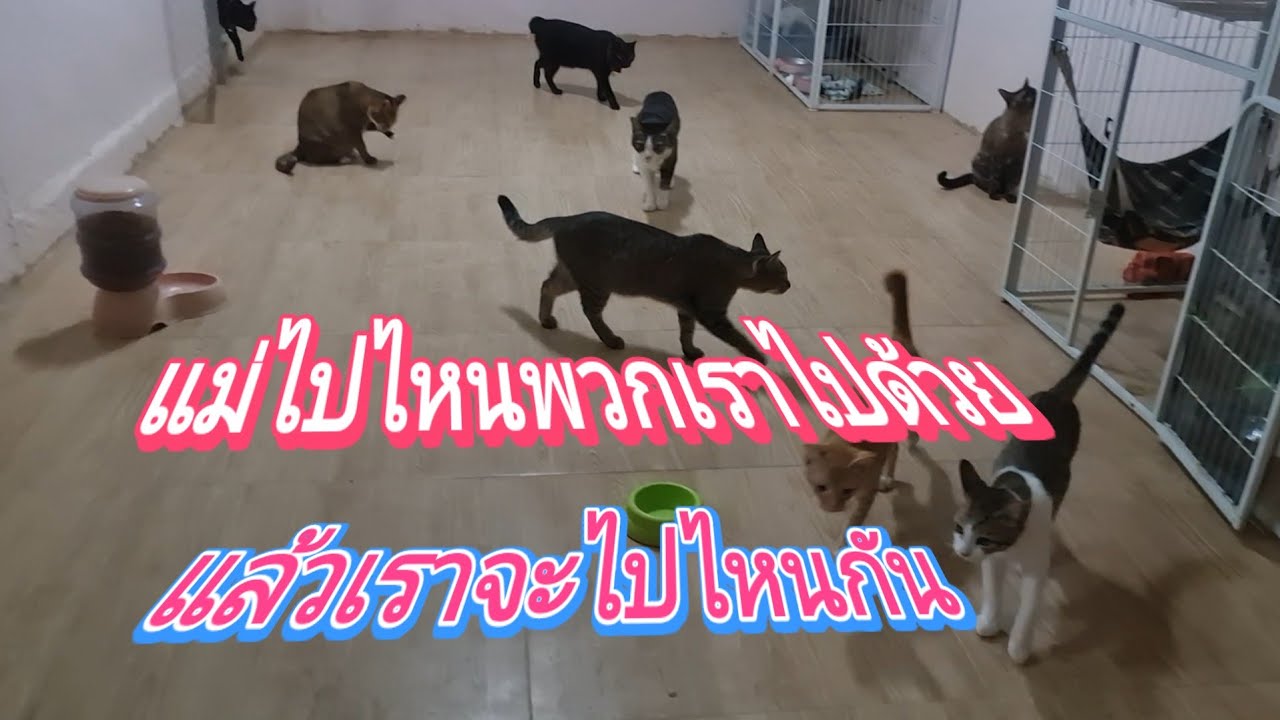 แม่ไปไหนพวกเราไปด้วย  แล้วเราจะไปไหนกัน#แมวน่ารัก#แมว