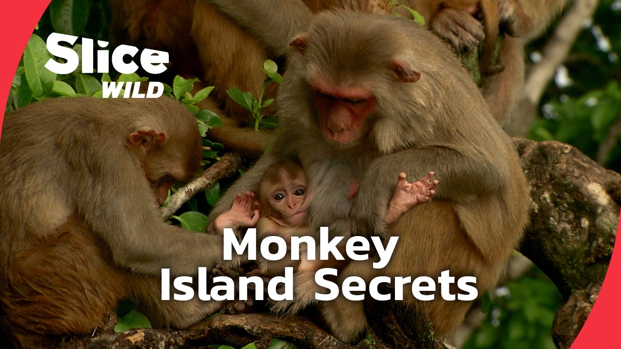 Cayo Santiago: The Island of Monkeys and Human Social Insights | SLICE WILD | FULL DOC