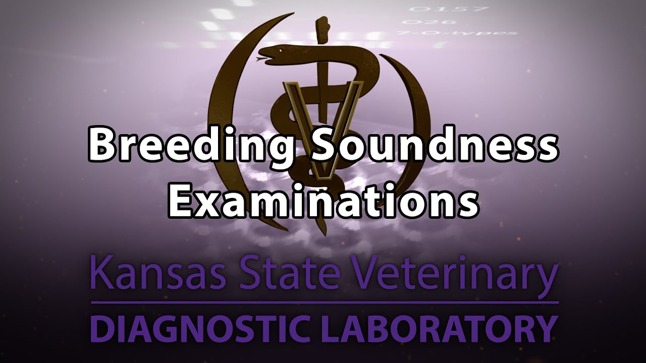 Breeding Soundness Evaluations