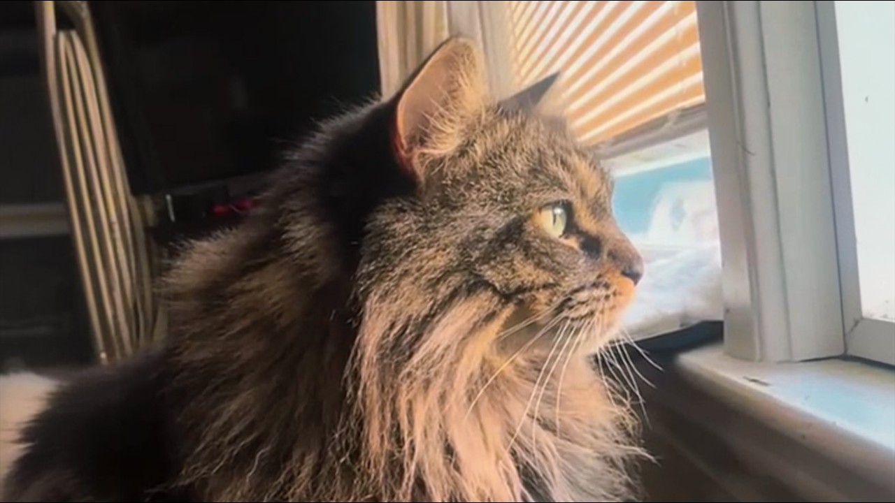 The Night Everything Fell Apart—This Cat Never Left His Side Again