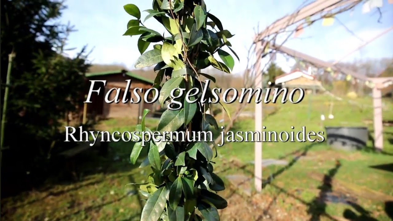 Falso gelsomino, coltivazione in giardino