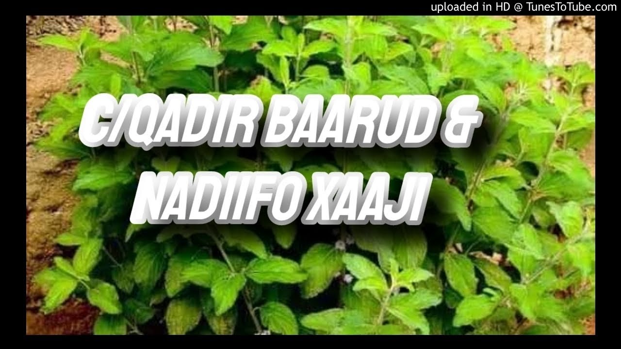 Heestii:- LABADEENU JACAYLKA
