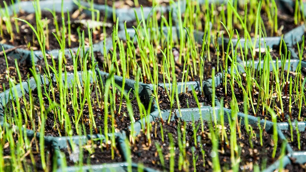Parking z trawą lub kruszywem - szybki i łatwy montaż.