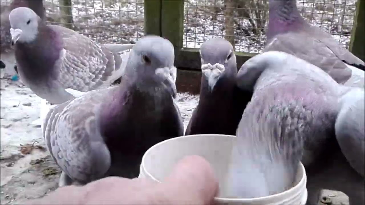 Mierzwa Jerzy Czerwone DV-689-05 oddz Syc-Ostrz 0418