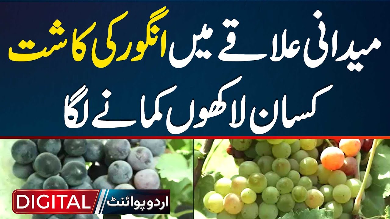 Punjab Ke Maidani Areas Me Grapes Farming Start - Grapes Cultivation Se Farmers Lakhon Kamane Lage