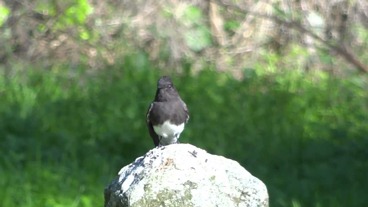 Slow motion bird landing and taking off