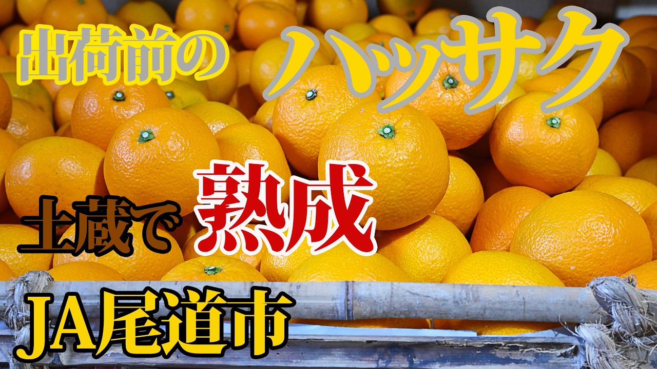 土蔵でじっくり熟成のハッサク　酸味まろやか、コクもアップ