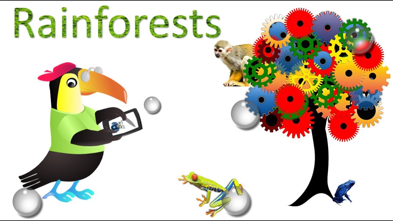Rainforest : Amazing Facts, sights and sounds : Science Videos for kids