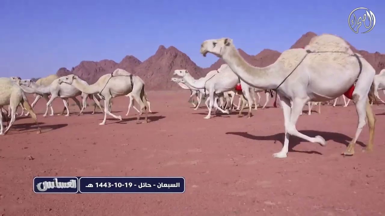 يرنامج العساس | السبعان | حائل | 19- 10- 1443هـ