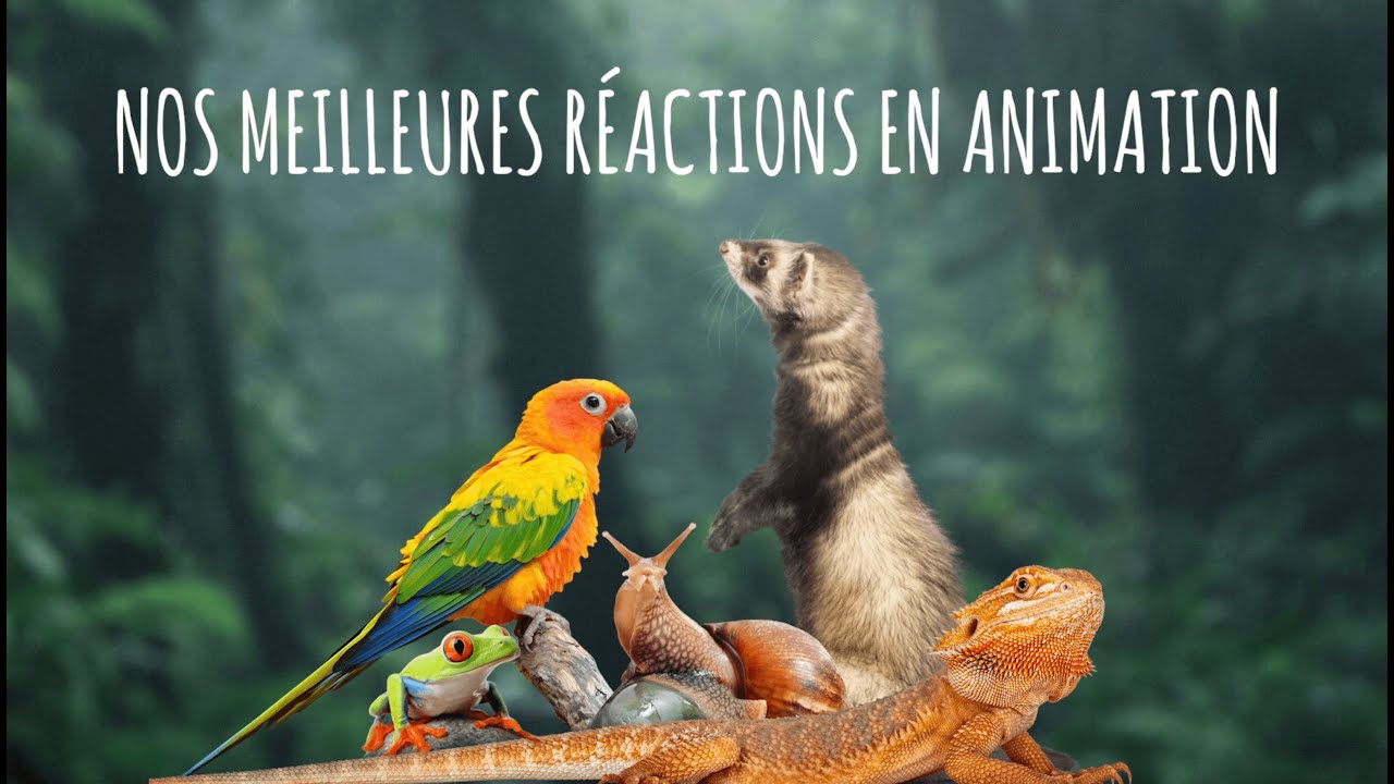 ÉPISODE 3 - SAISON 1 - Nos meilleures réactions en animation