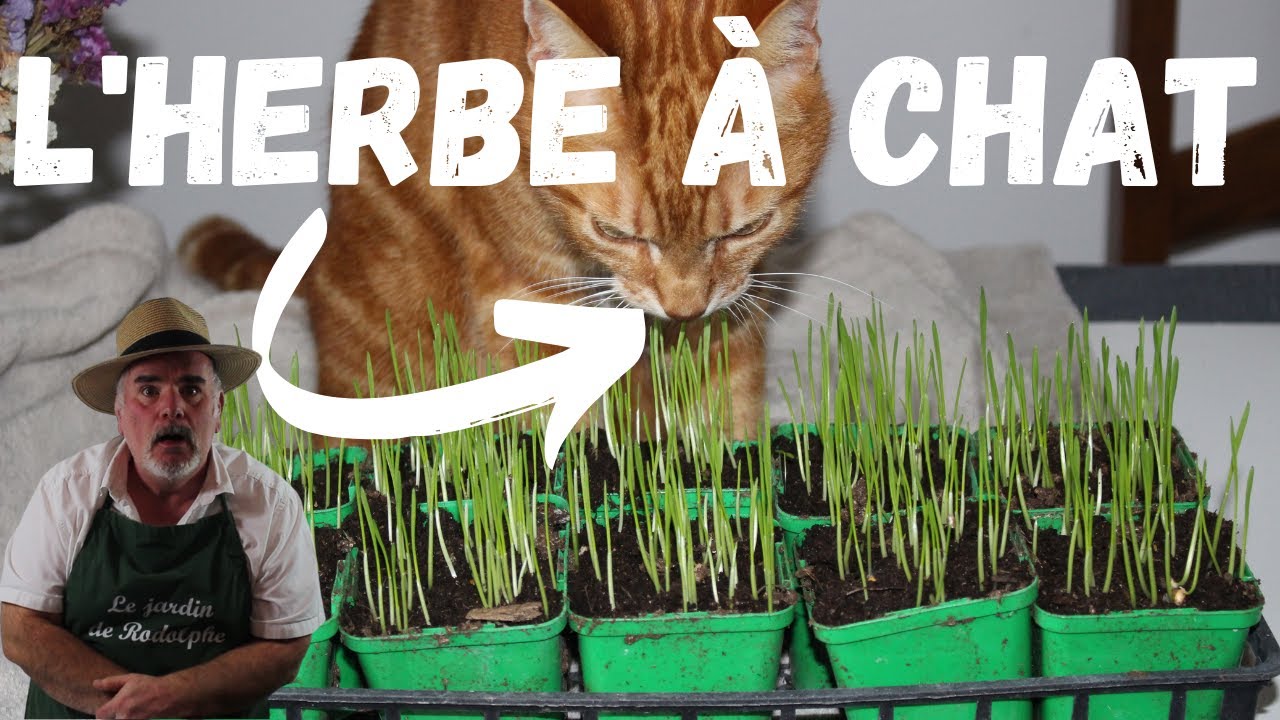 Comment faire pousser facilement de l'herbe à chat ?