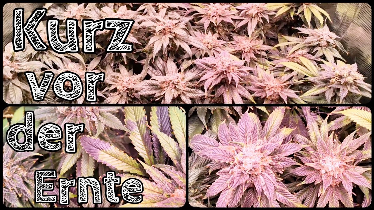 THE FERTILIZER DUEL - CANNA vs. ATHENA aka: Just before harvest 2 | Athena Fade surprises | Grow ...