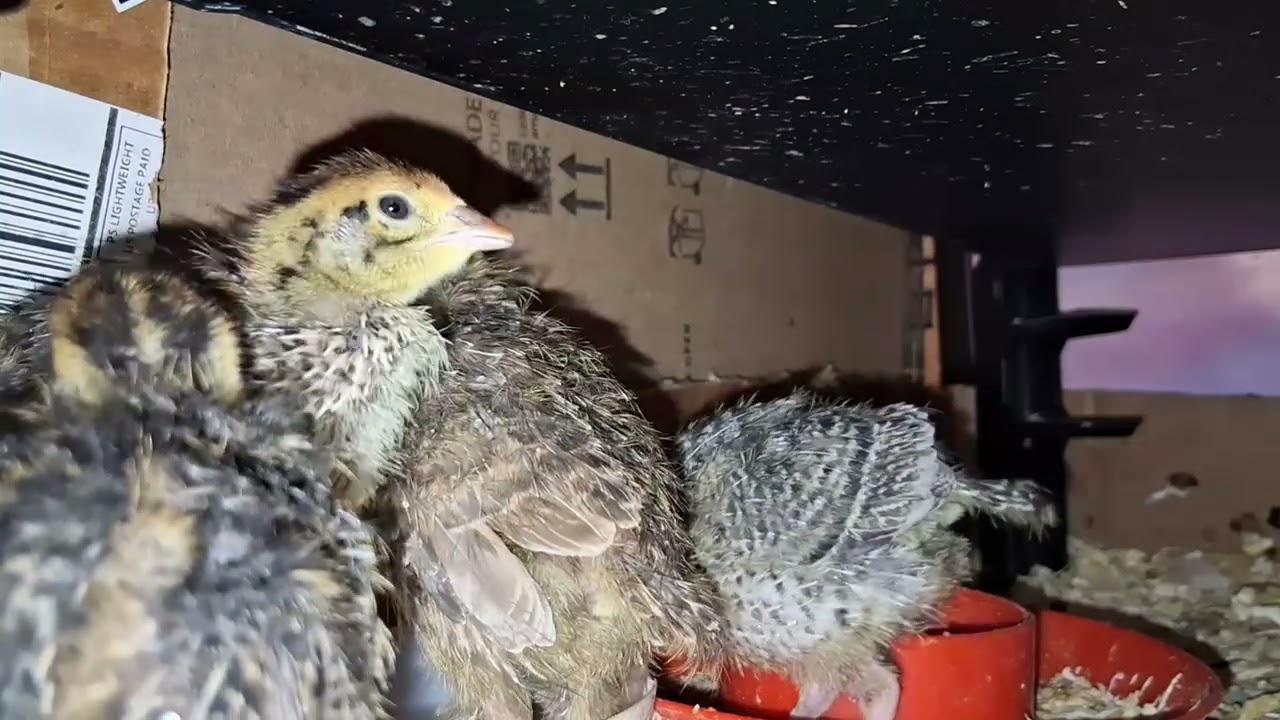 Quail time| I feed them and showing you guys our brooder or heater we used for them. Safe to used.